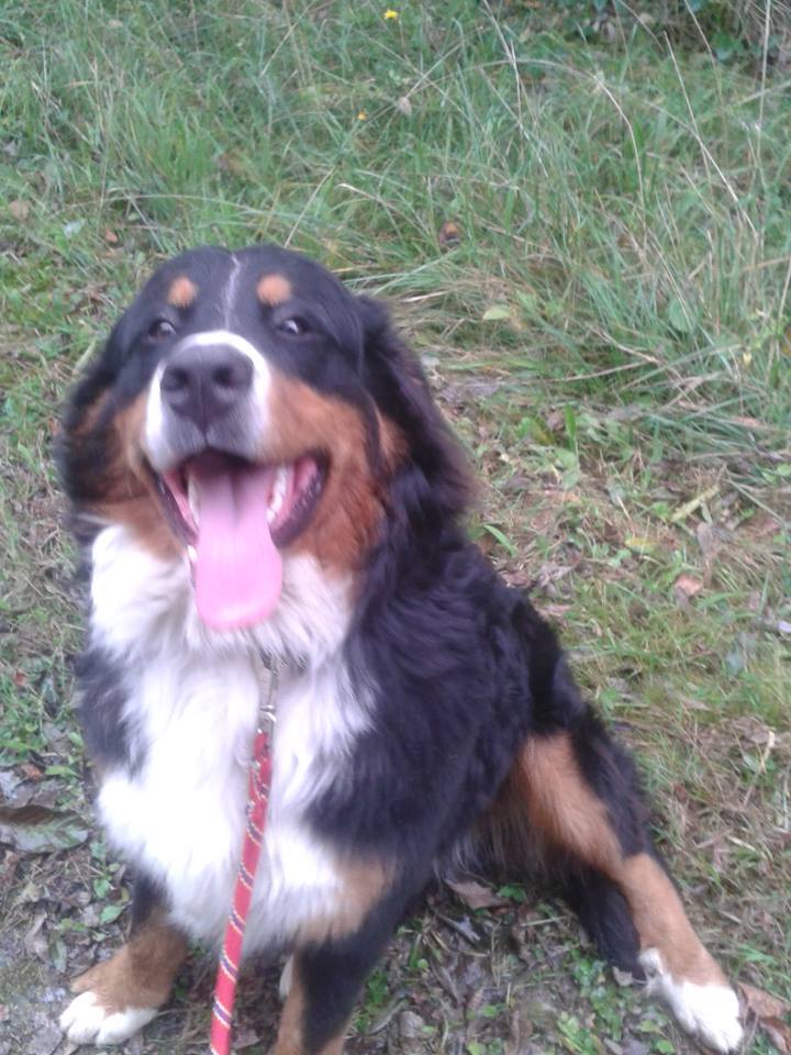 pet-alert-jappeloup-2