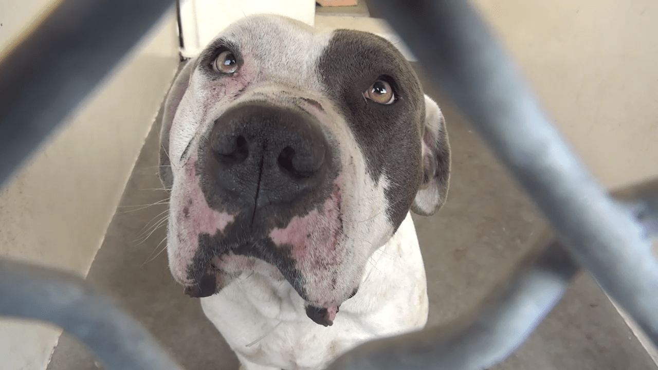 pirate-jacob-reading-1