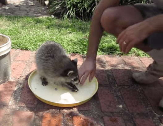 loki-raccoon-friendship-4