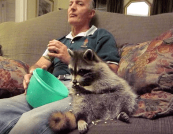 loki-raccoon-friendship-6