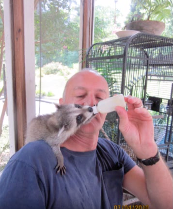 loki-raccoon-friendship-3