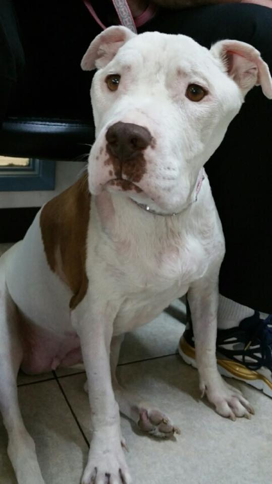 spirit-golden-heart-5