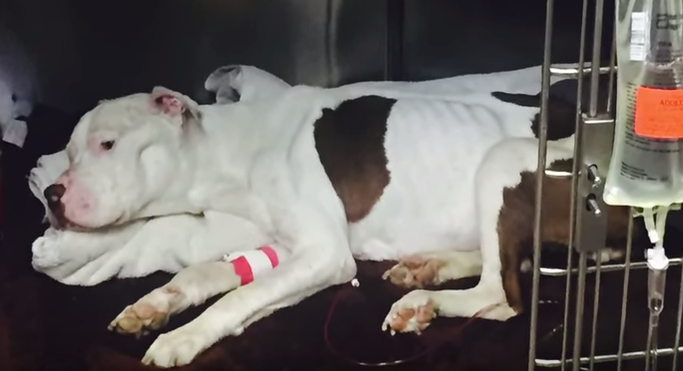 spirit-golden-heart-1