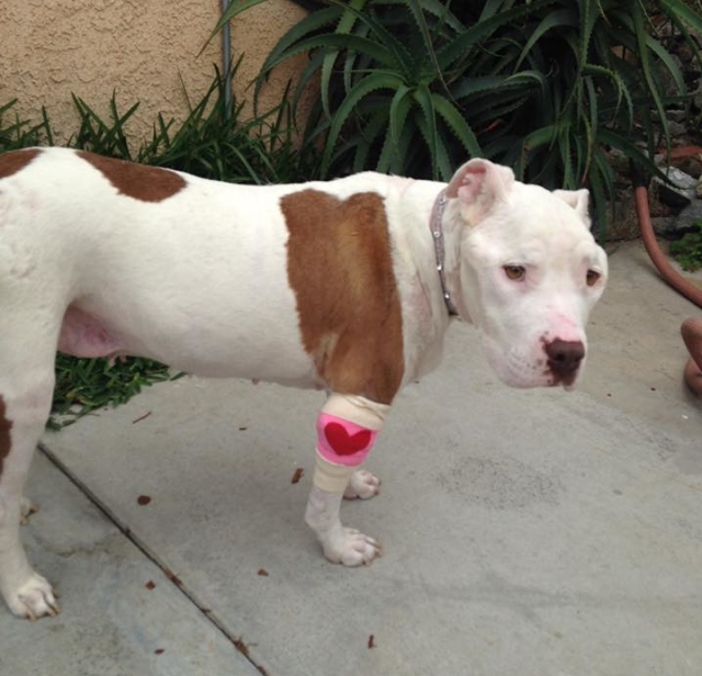 spirit-golden-heart-2