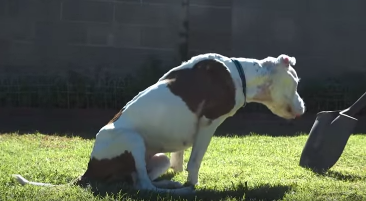 spirit-golden-heart-7