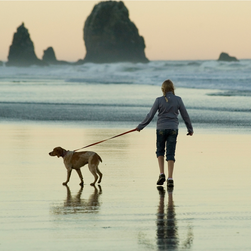 chien-deshydratadation-regles-6