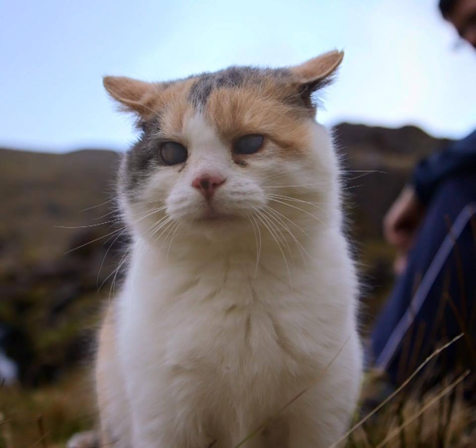 stevie-hiking-cat-1