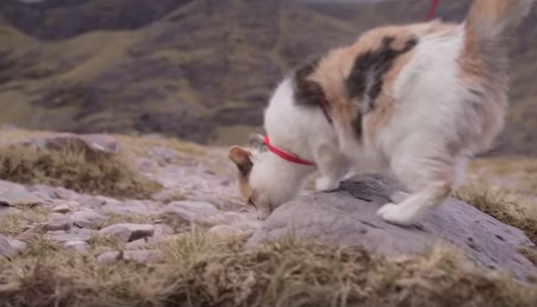 stevie-hiking-cat-4