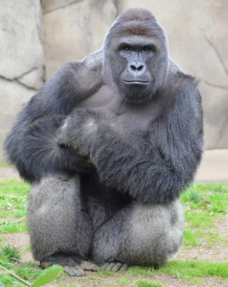 harambe-gorilla-zoo-7