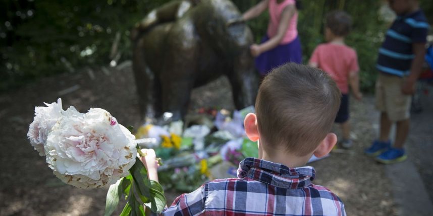 harambe-gorilla-zoo-4