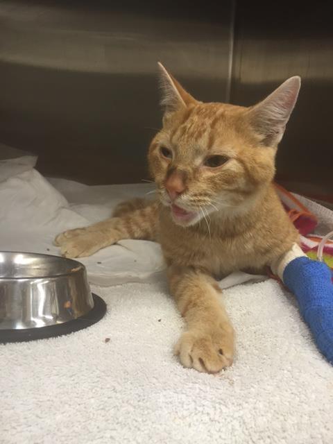 chat-abandonne-sac-a-dos-10