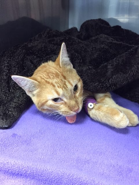 chat-abandonne-sac-a-dos-9