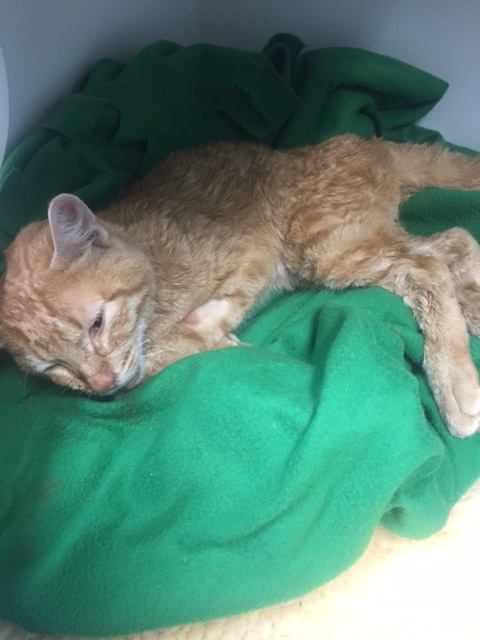 chat-abandonne-sac-a-dos-4