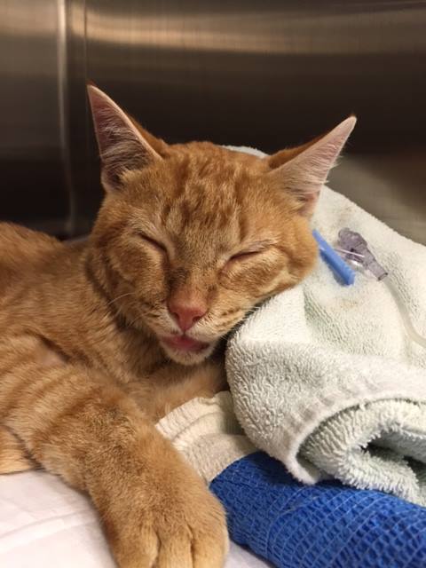 chat-abandonne-sac-a-dos-11