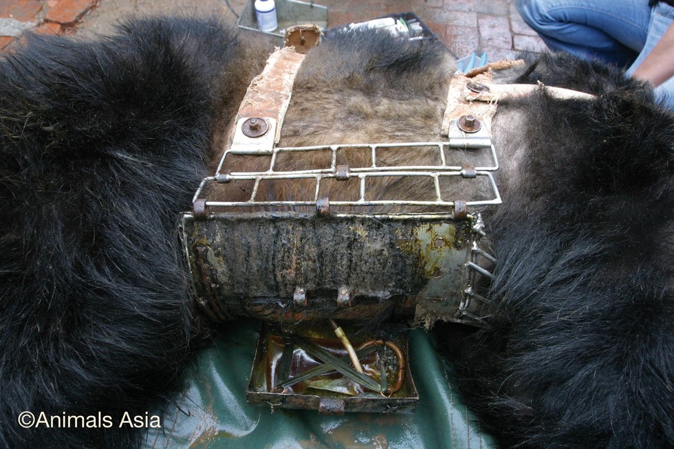 ours-torture-ferme-bile-10