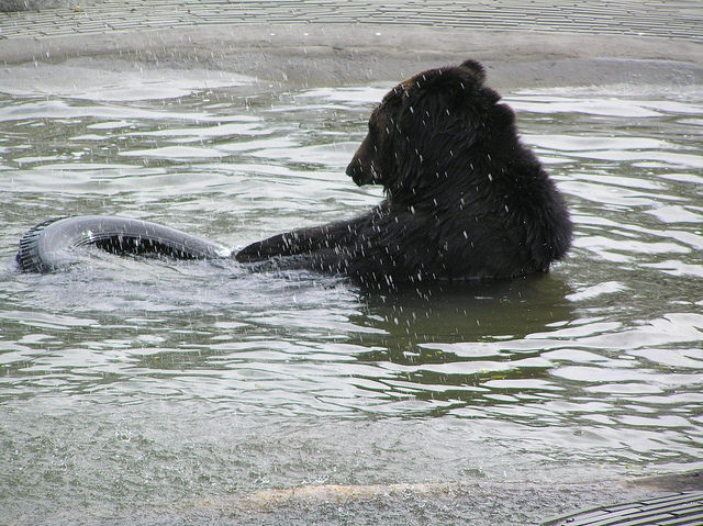 ours-torture-ferme-bile-2