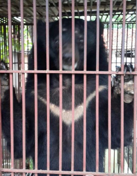 bear-bile-farm-27
