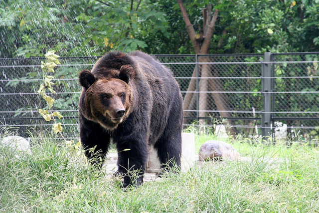 ours-torture-ferme-bile-5