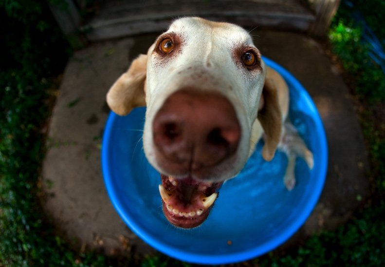 signes-deshydratation-chien-3