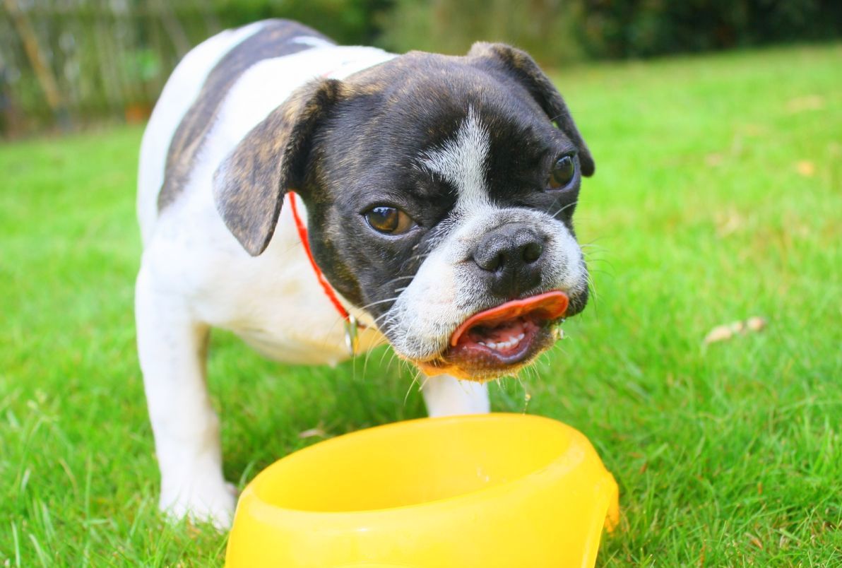 signes-deshydratation-chien-22