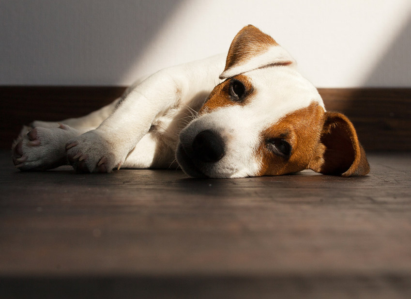 signes-deshydratation-chien-1