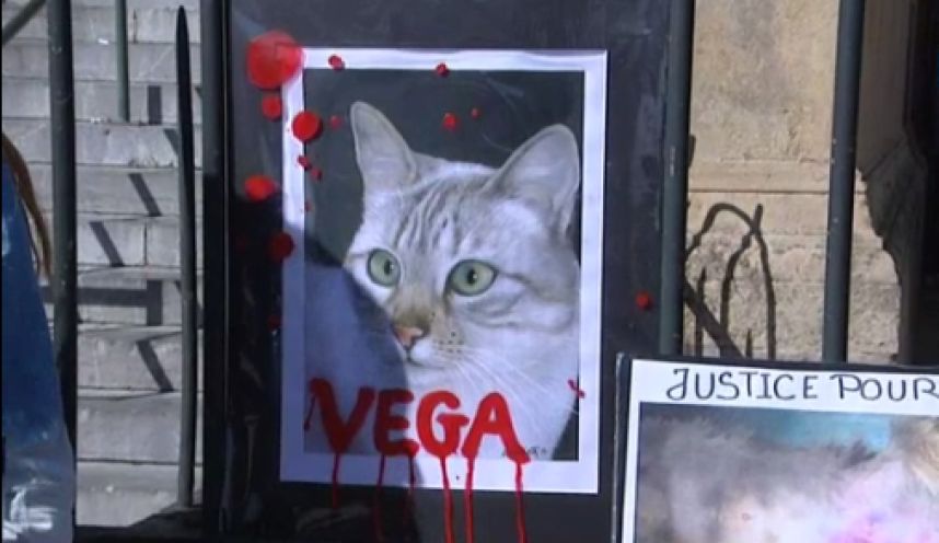 vega-chat-battu-condamnation-2