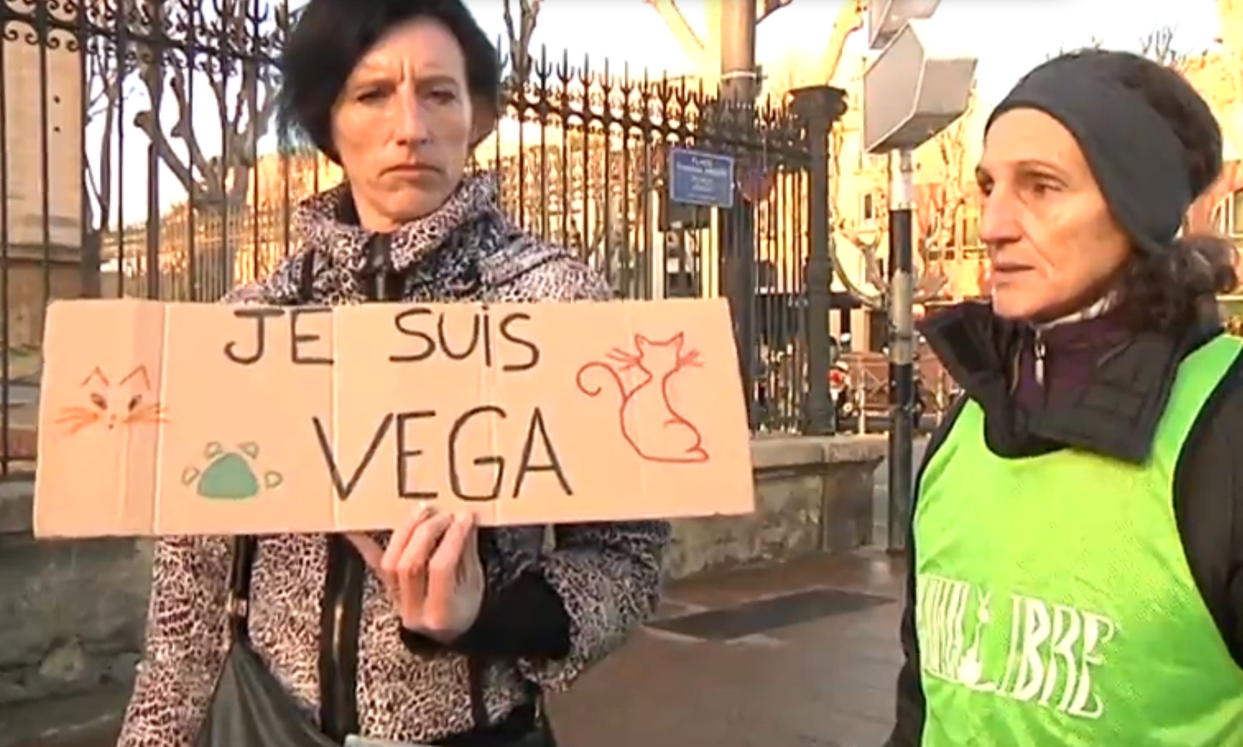 vega-chat-battu-condamnation-7