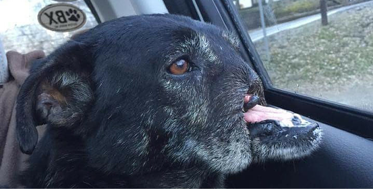 Anubis-dog-snarr-cover-7