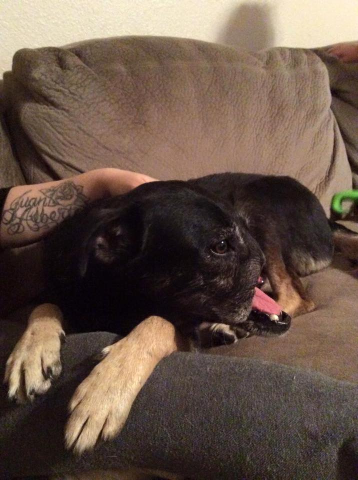 Anubis-dog-cairo-snarr-3