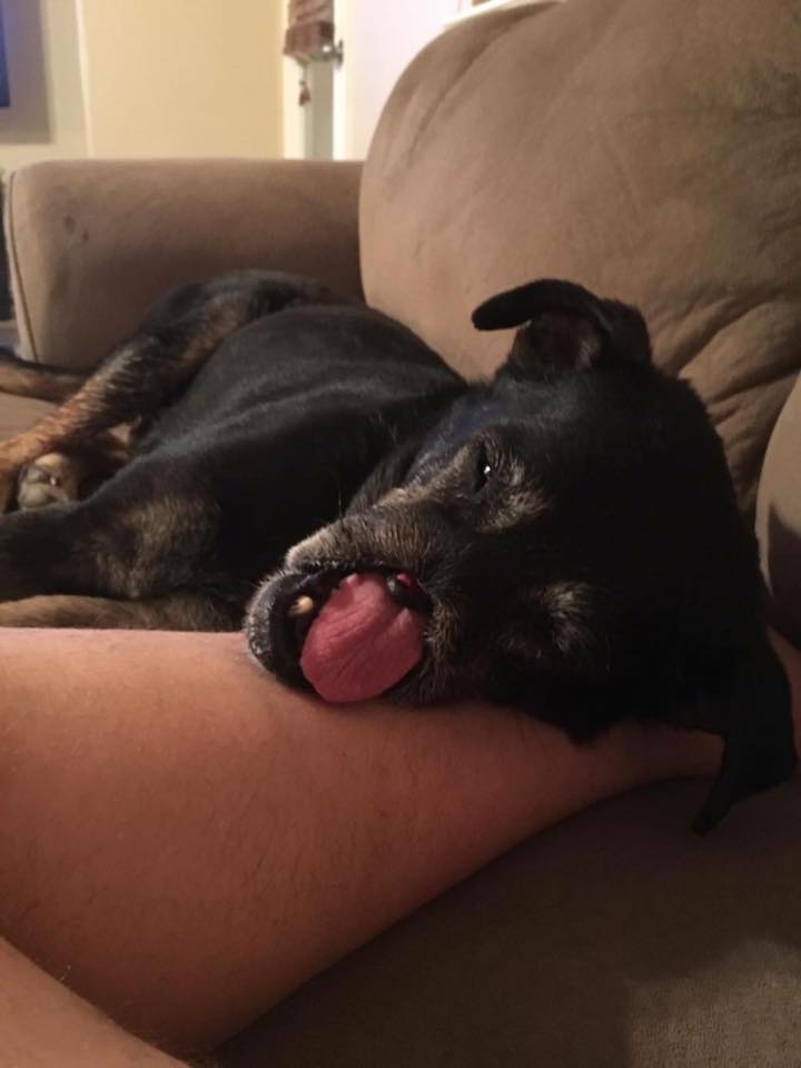 Anubis-chien-adoption-3