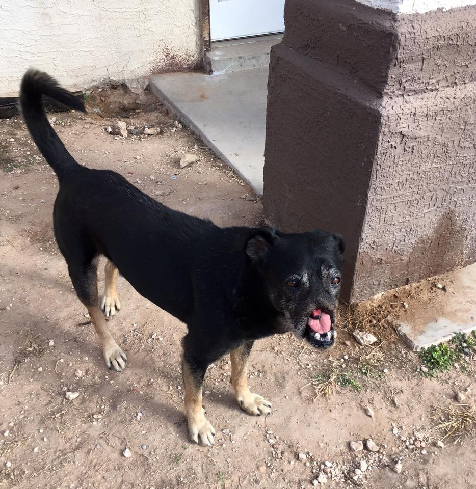 Anubis-dog-cairo-snarr-7