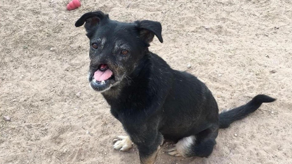 Anubis-dog-cairo-snarr-1