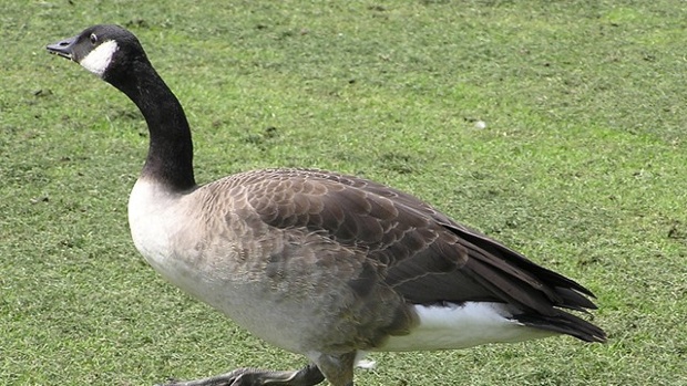 goose-police-officer-5