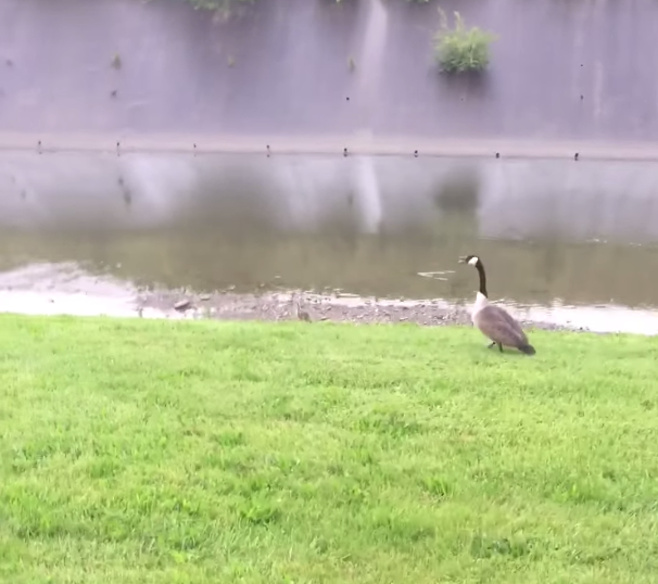 goose-police-officer-8