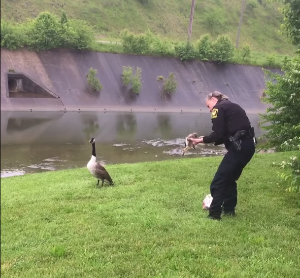 goose-police-officer-6