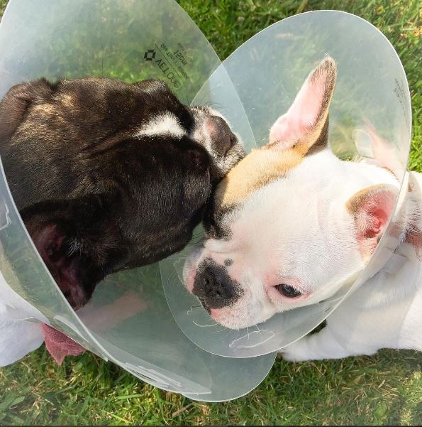 holidog-holiday-animal-9