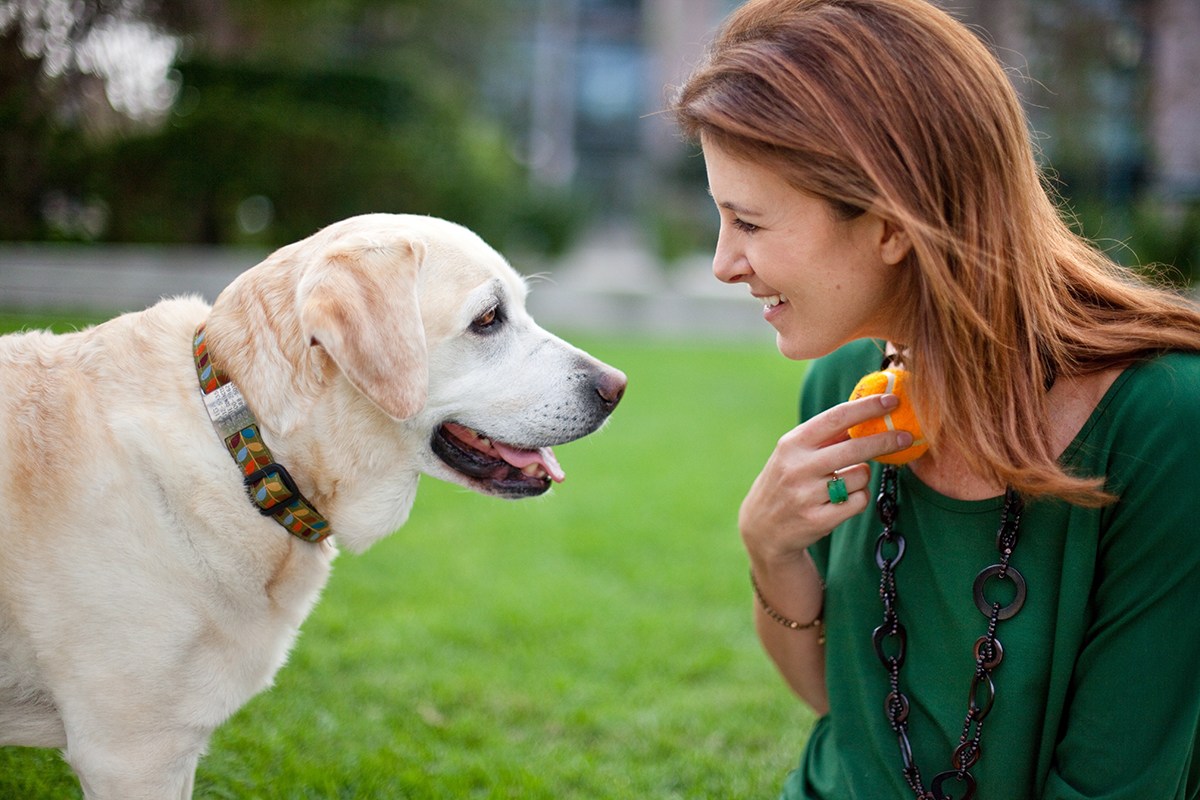 holidog-holiday-animal-2