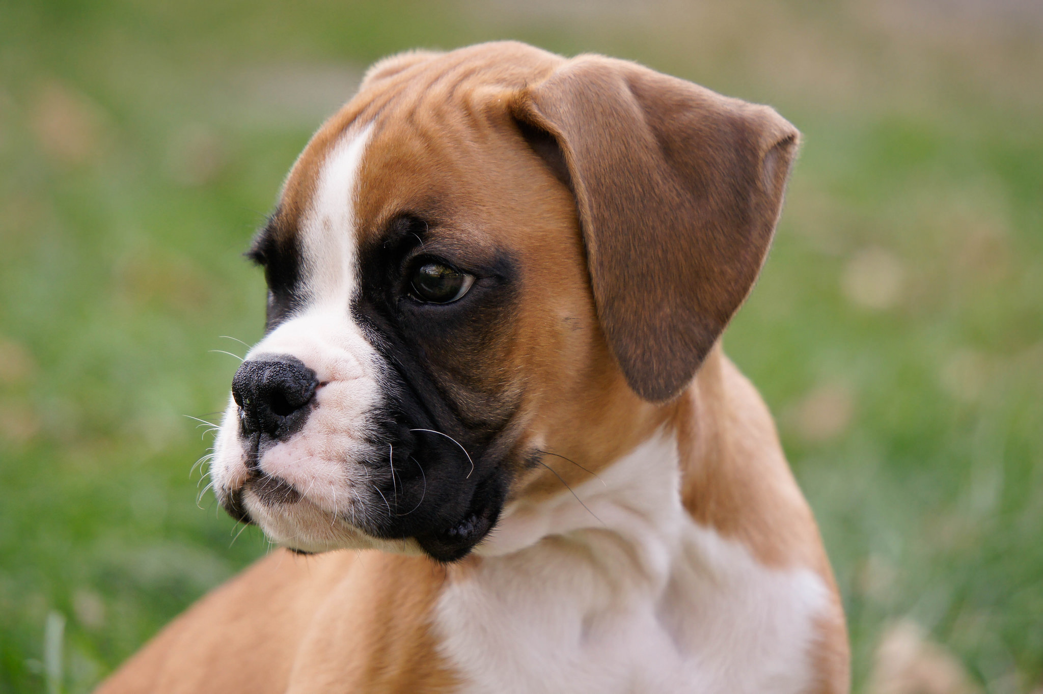 N'importe quel chien peut être victime d'une maladie transmise par la tique, chiot ou chien adulte