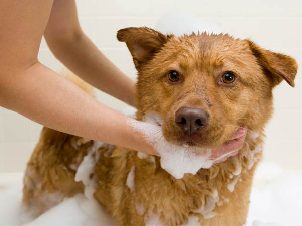Il existe des shampooings contre la tique du chien