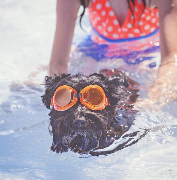 holidog-holiday-animal-8