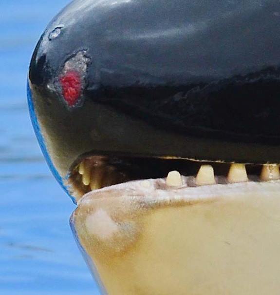 morgan-orque-loro-arque-7