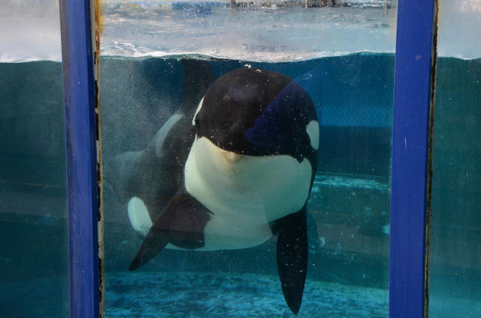 morgan-orque-loro-arque-6