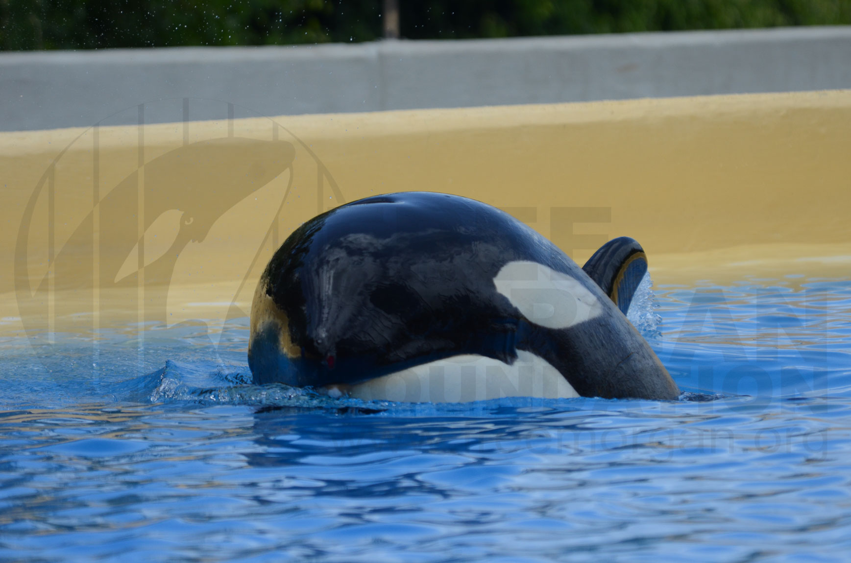 morgan-orque-loro-arque-1