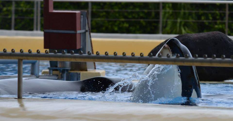 morgan-orque-loro-arque-5