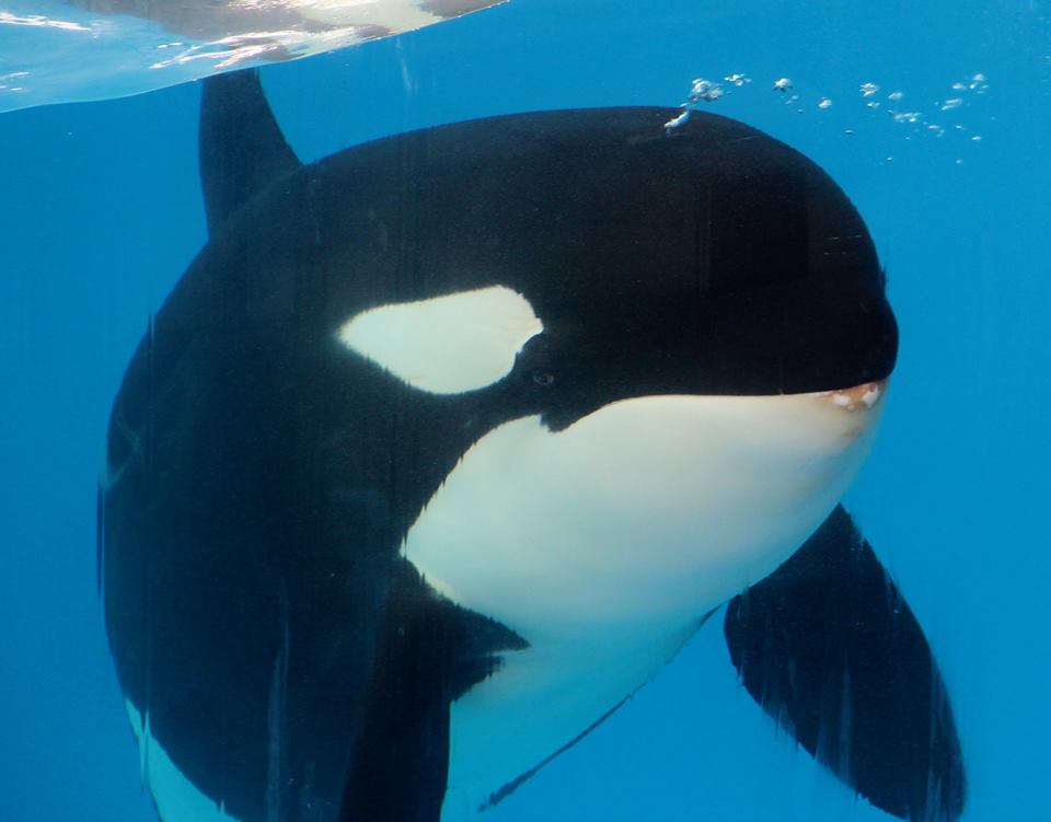 morgan-orque-loro-arque-4