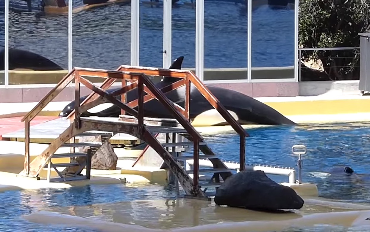 morgan-orque-loro-arque-11