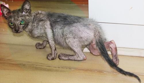 eyona-werewolf-cat-4