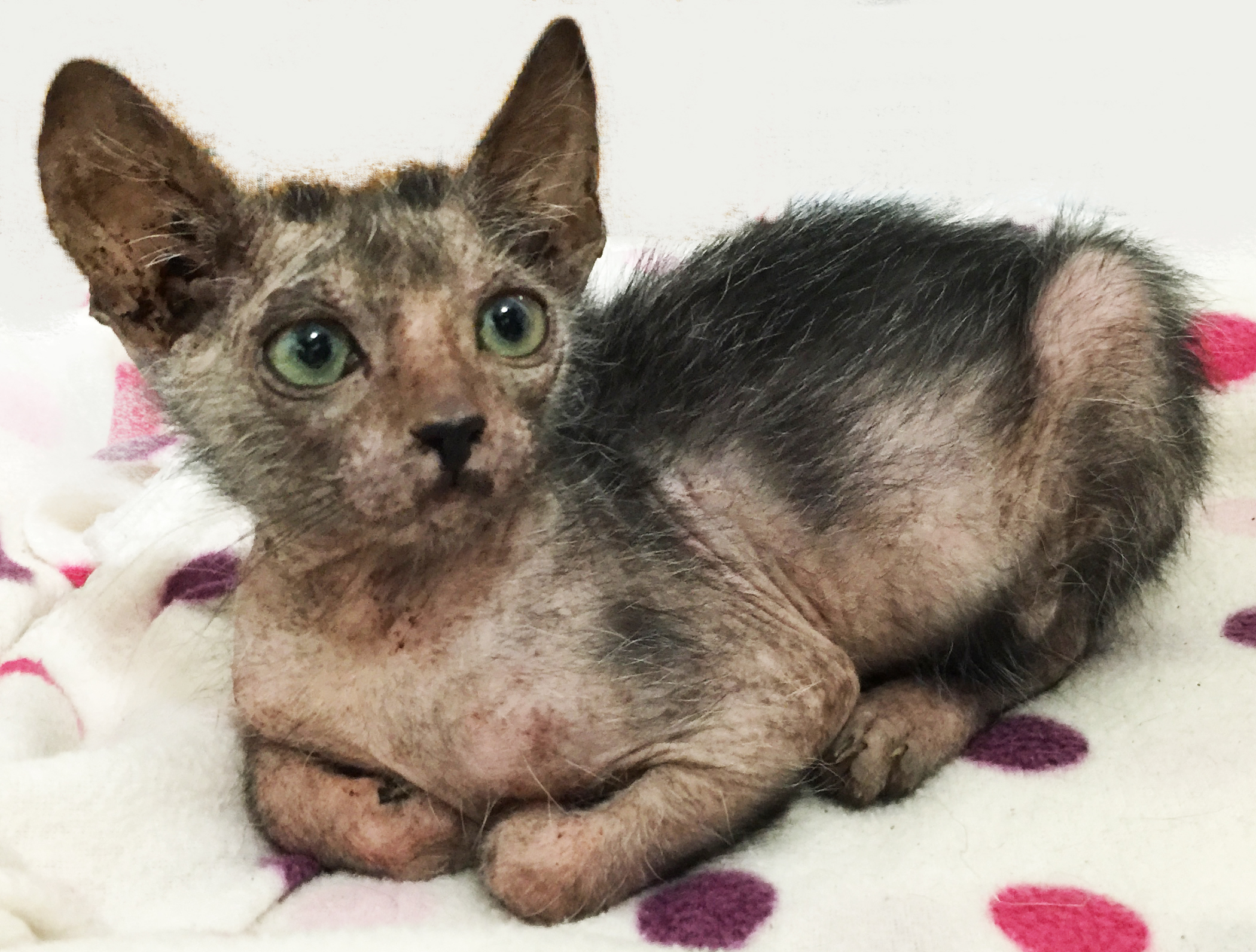 eyona-werewolf-cat-1