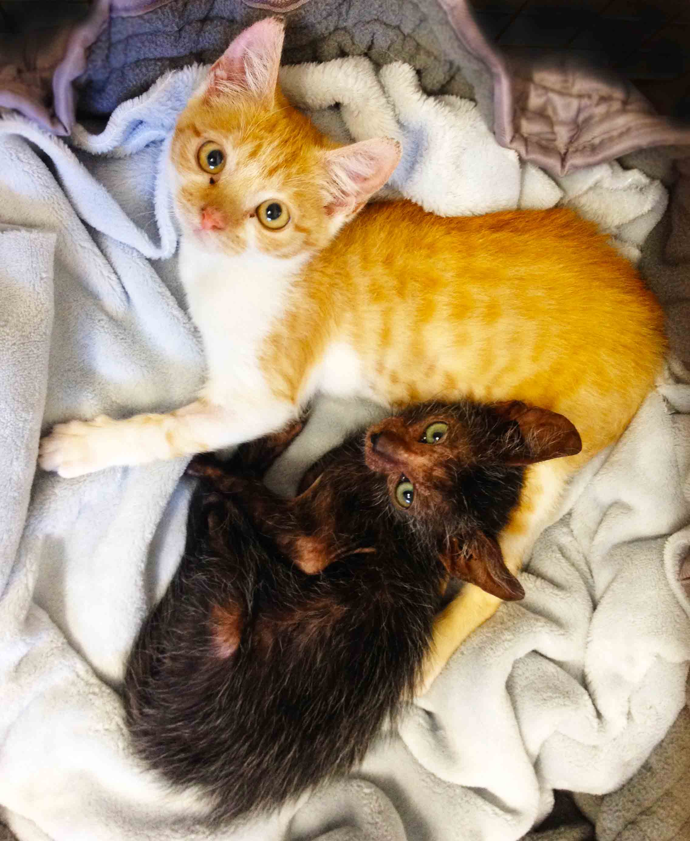 eyona-werewolf-cat-2