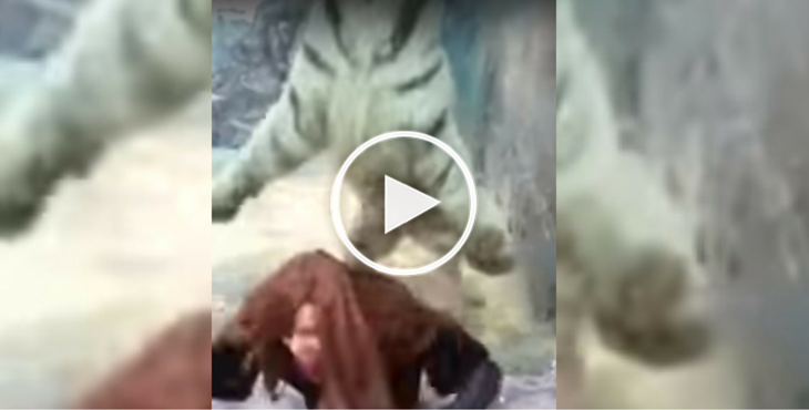 tigre-zoo-japon-video-virale-9